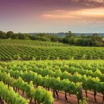 Cabernet Sauvignon Grown in Louisiana Vineyards