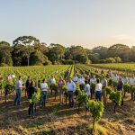 Boutique wineries Louisiana