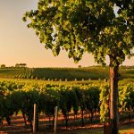 Dry wine Louisiana
