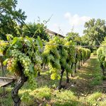 Local grape varieties Louisiana