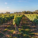 Organic wine Louisiana
