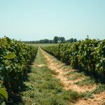 White wine Louisiana