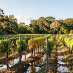 How wine is made Louisiana