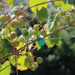Exploring Louisiana’s Best Grape Varieties for Winemaking