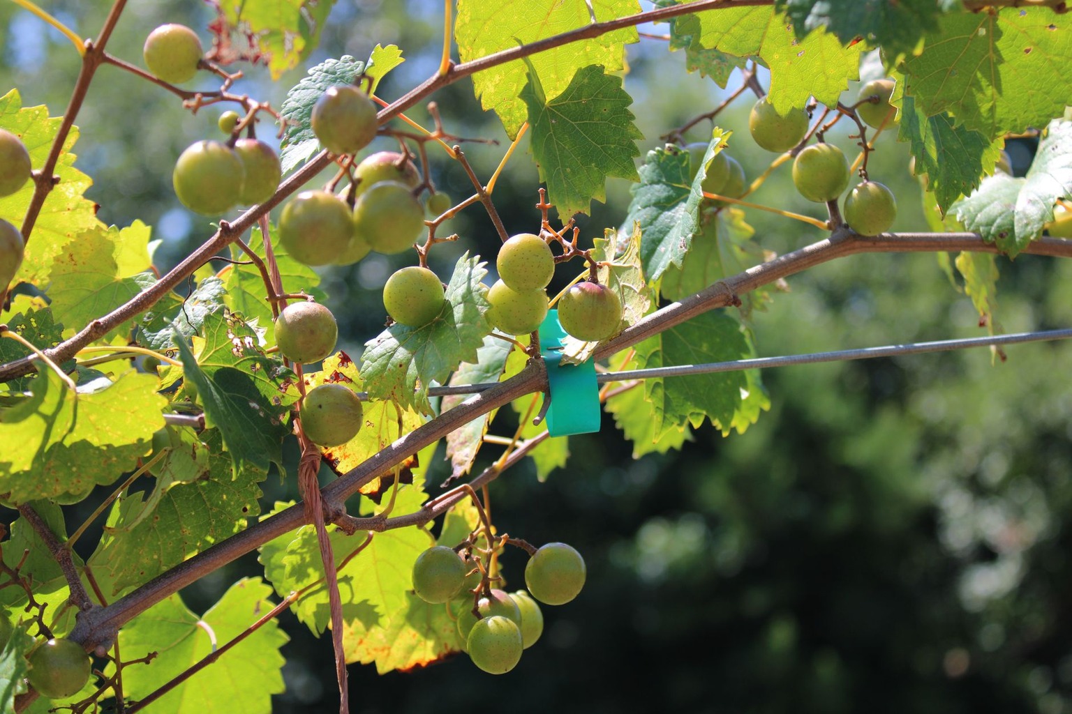 Exploring Louisiana’s Best Grape Varieties for Winemaking