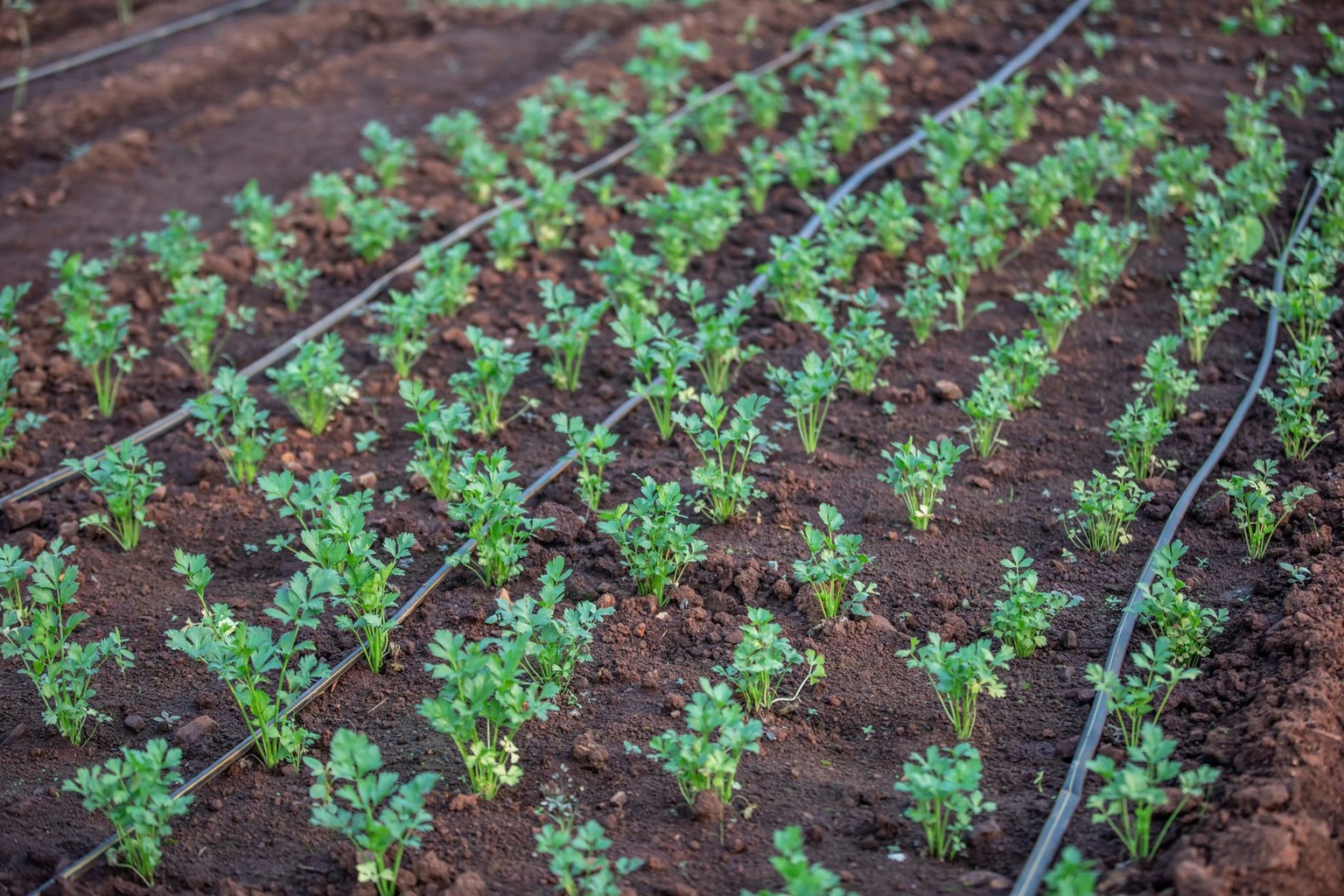 Exploring Louisiana’s Best Grape Varieties for Winemaking — Step Two: Preparing the Vineyard and Planting Louisiana Grap Exploring Louisiana’s Best Grape Varieties for Winemaking — Step Two: Preparing the Vineyard and Planting Louisiana Grap