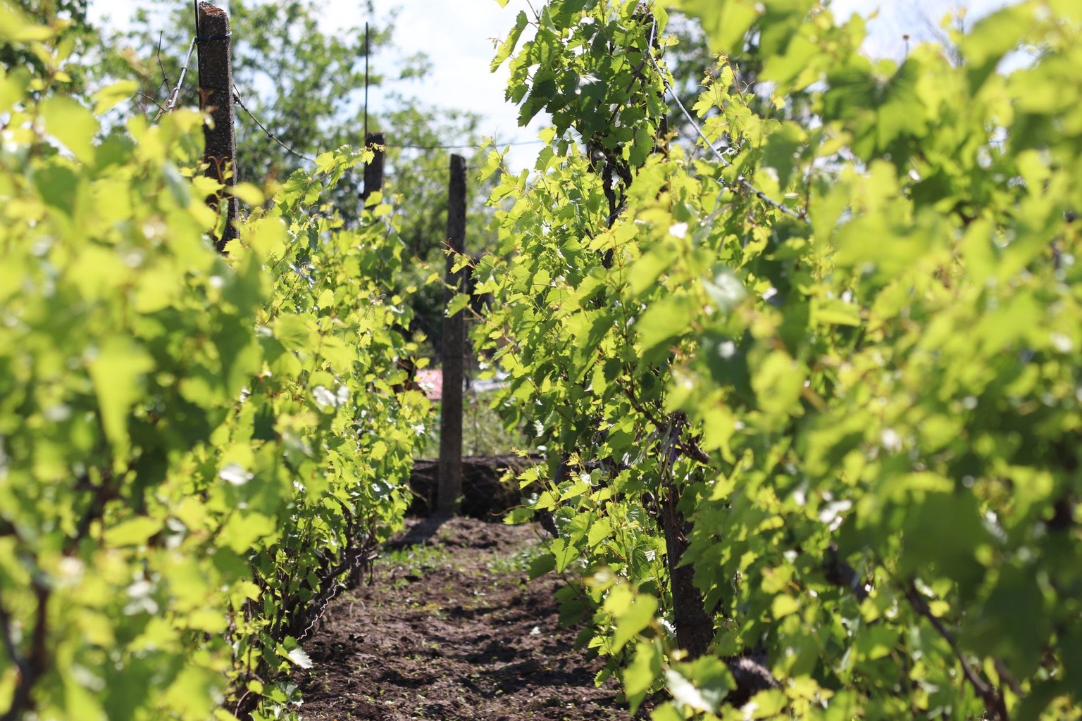 Exploring Louisiana’s Best Grape Varieties for Winemaking — Step Five: Common Mistakes to Avoid When Growing Louisiana G Exploring Louisiana’s Best Grape Varieties for Winemaking — Step Five: Common Mistakes to Avoid When Growing Louisiana G