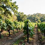 Louisiana Wine Aging: Feliciana Cellars Oak Barrel Secrets