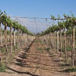 Discovering the Aromas and Flavors of Louisiana Muscadine Wines