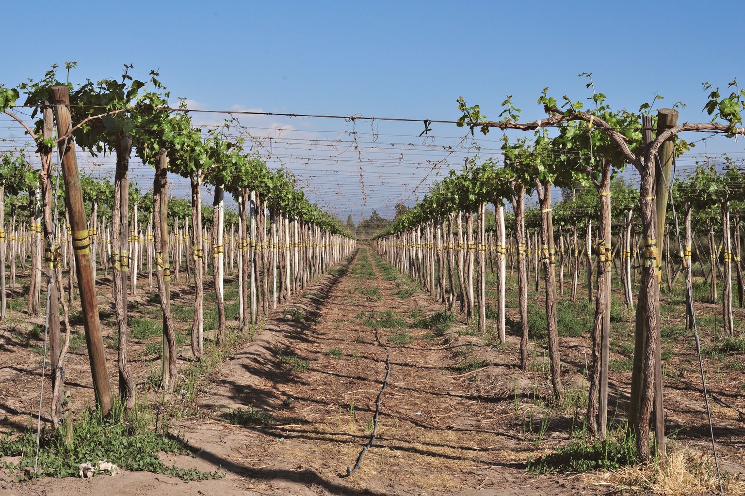 Discovering the Aromas and Flavors of Louisiana Muscadine Wines