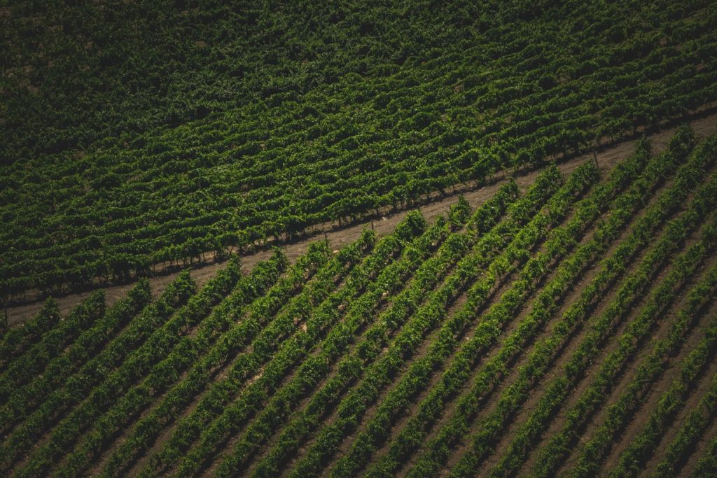 Louisiana’s Terroir Explained: How Soil & Climate Define Its Signature Wines