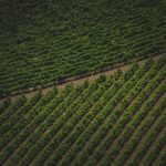 Louisiana’s Terroir Explained: How Soil & Climate Define Its Signature Wines