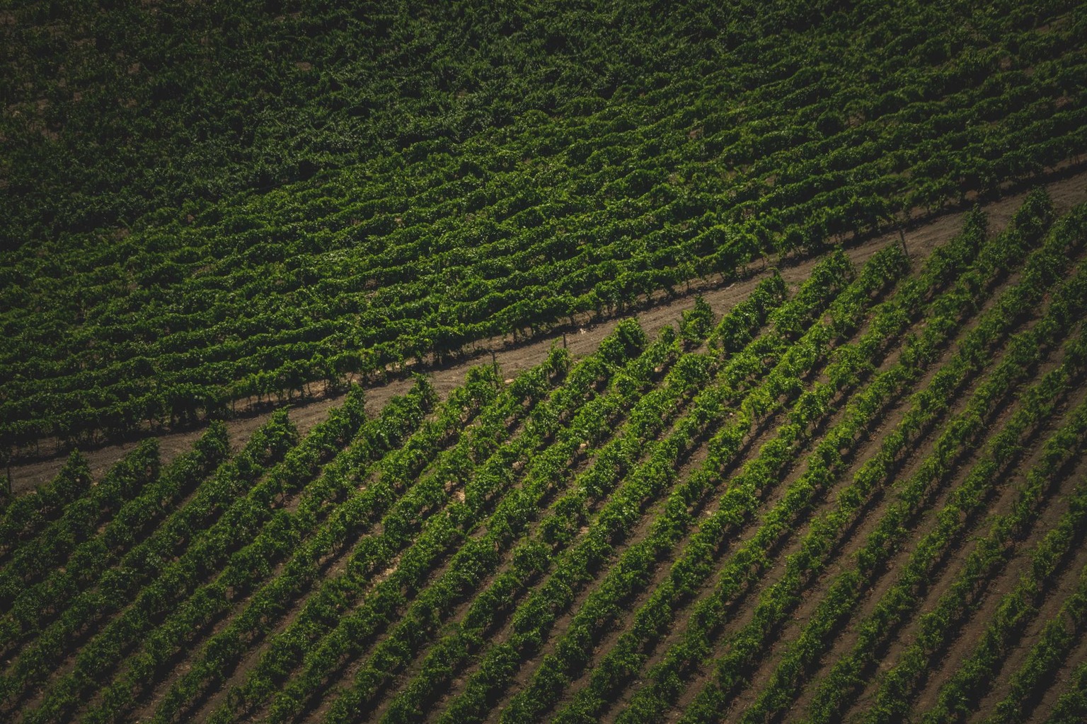 Louisiana’s Terroir Explained: How Soil & Climate Define Its Signature Wines