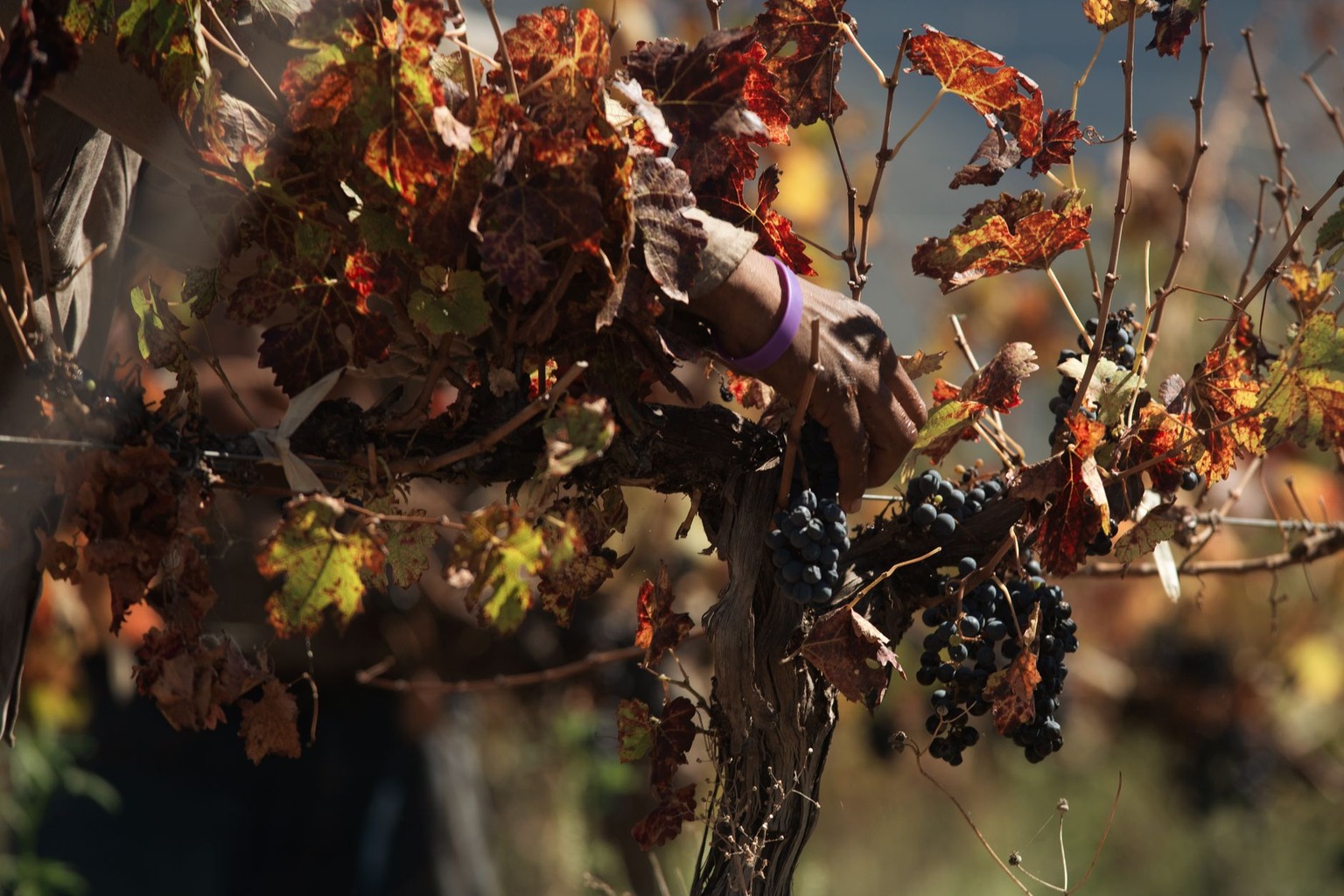 Muscadine Wine 101: The Native Louisiana Grape Revolutionizing Vineyards — Economic Impact on Local Agriculture and Tour Muscadine Wine 101: The Native Louisiana Grape Revolutionizing Vineyards — Economic Impact on Local Agriculture and Tour