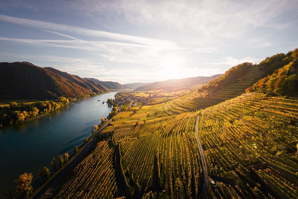 The Impact of Louisiana Soil Types on Wine Quality and Style
