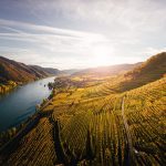 The Impact of Louisiana Soil Types on Wine Quality and Style