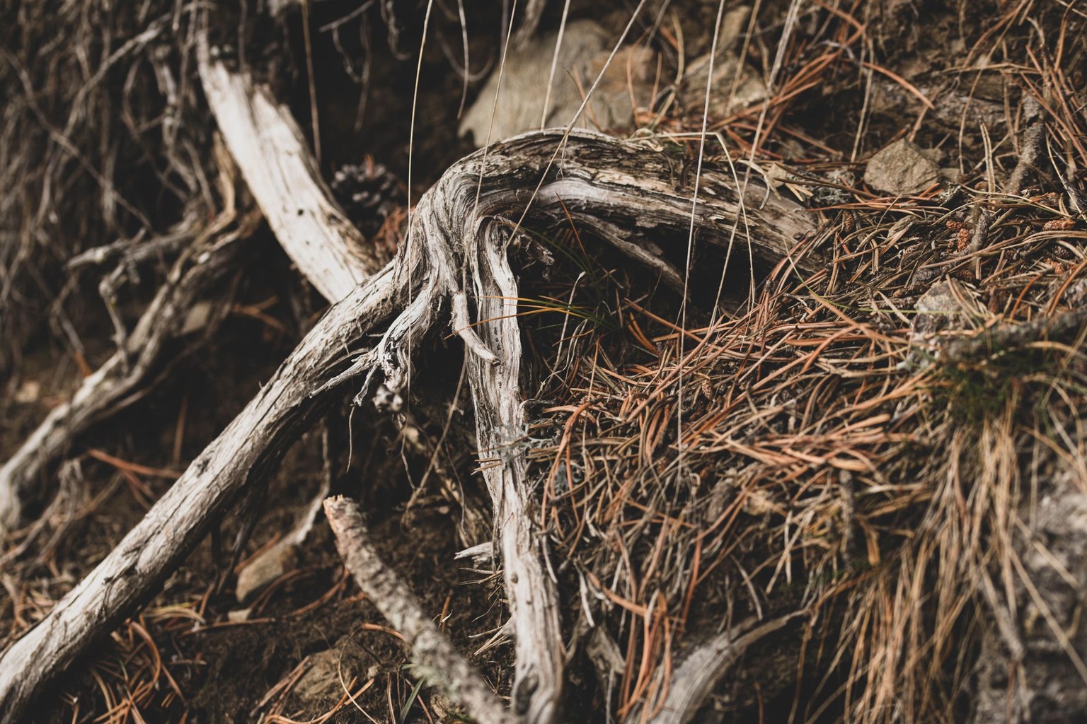 The Impact of Louisiana Soil Types on Wine Quality and Style — Salinity Challenges in Coastal Proximity The Impact of Louisiana Soil Types on Wine Quality and Style — Salinity Challenges in Coastal Proximity